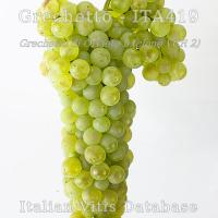 grappolo