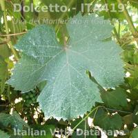 foglia
