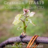 germoglio giovane