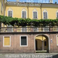 La vite centenaria sulla terrazza di di Palazzo Tassoni (XVII secolo), Piazza della Pomposa (Modena), Piazza della Pomposa (MO). La pianta è morta nel 2014 in seguito a lavori sulle condutture sotterranee del cortile interno.