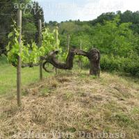 Il ceppo ultracentenario della vite del Fantini, a Pianoro (BO)