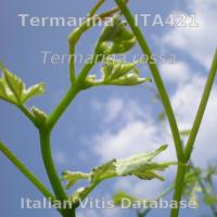 germoglio
