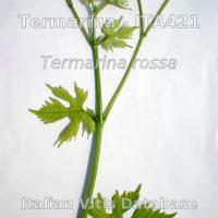 germoglio pagina superiore