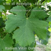 foglia