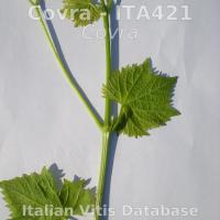 germoglio pagina inferiore
