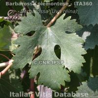 leaf