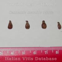 vinacciolo