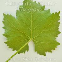 foglia pagina inferiore