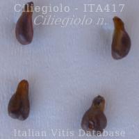 vinacciolo