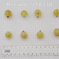 acino