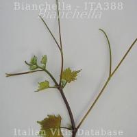 germoglio
