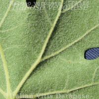 leafLs