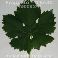 foglia pagina superiore