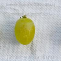 acino