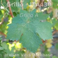 foglia