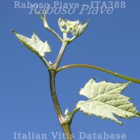 germoglio