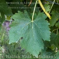 foglia