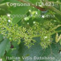 fiore