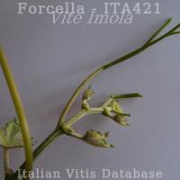 germoglio pagina superiore