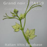 germoglio pagina inferiore